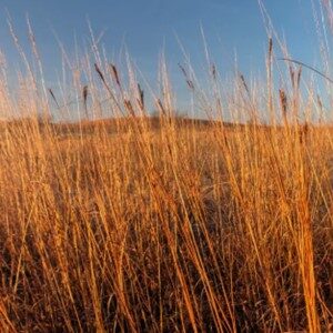 big-bluestem-grass